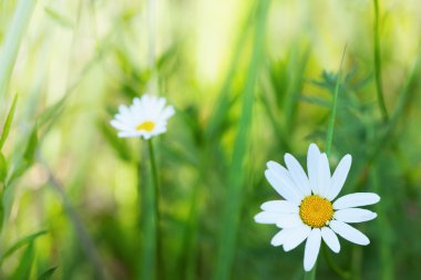 Bahar daisy - stok görüntü