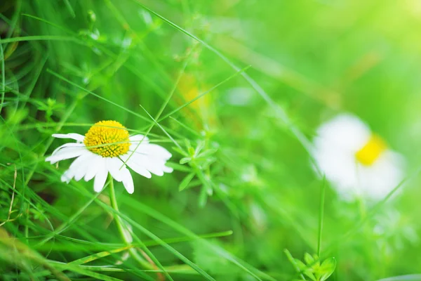 Frühlingsblume - Archivbild — Stockfoto