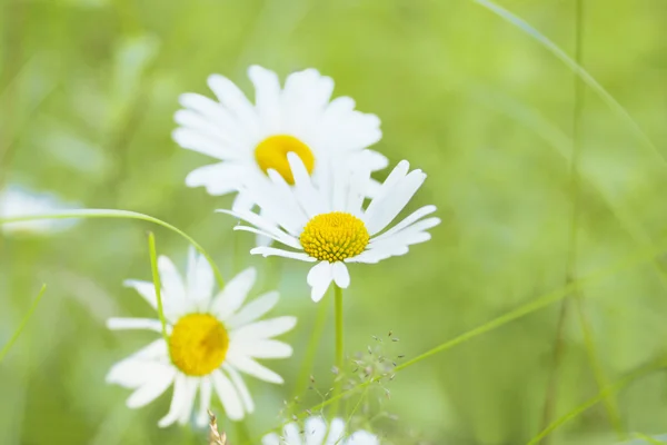 Spring daisy - Stock Image — Stock Photo, Image