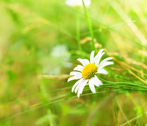 Spring daisy - Stock Image — Stock Photo, Image