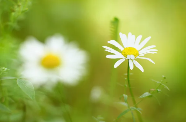 Spring daisy - Stock Image — Stock Photo, Image