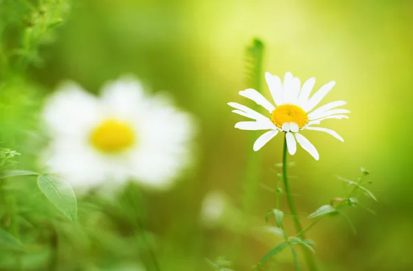 Spring daisy - Stock Image — Stock Photo, Image
