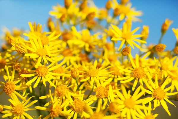 Spring daisy - Stock Image — Stock Photo, Image