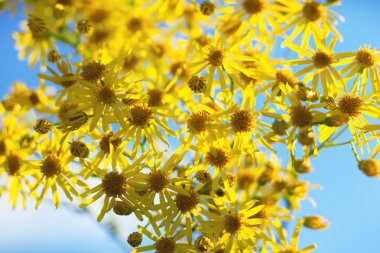 Bahar daisy - stok görüntü