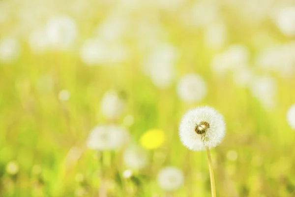 Charm of summer — Stock Photo, Image