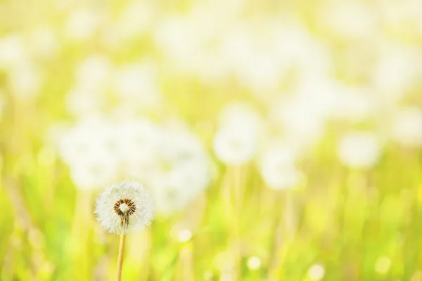 Charmen i sommar — Stockfoto