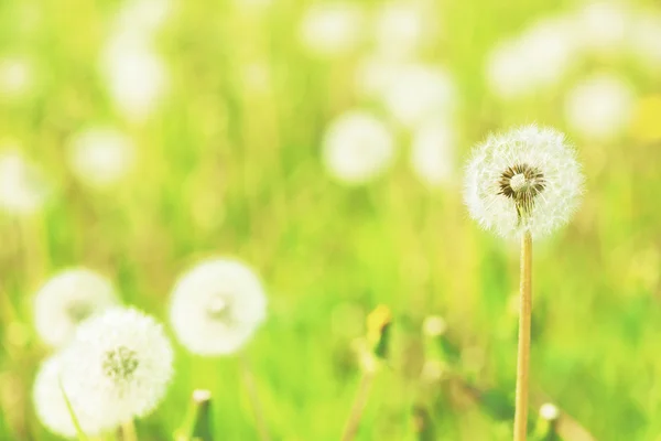 Charm of summer — Stock Photo, Image