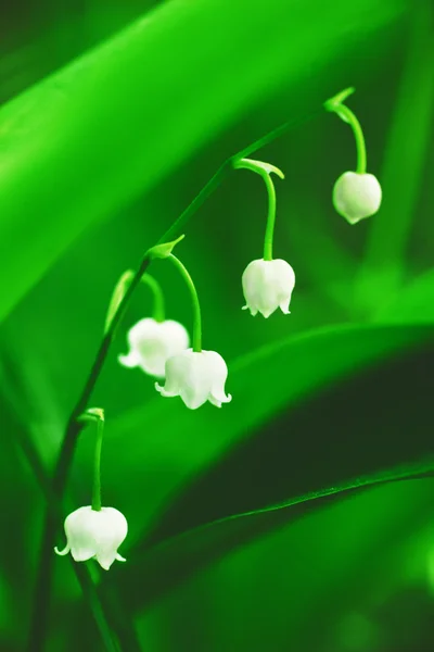 Lily of the Valley — Stock Photo, Image