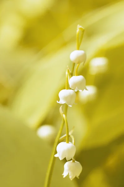 Giglio della valle — Foto Stock