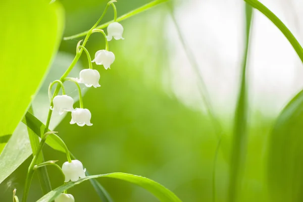 Lily of the Valley — Stock Photo, Image