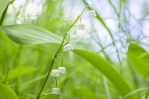 Lily van de vallei — Stockfoto