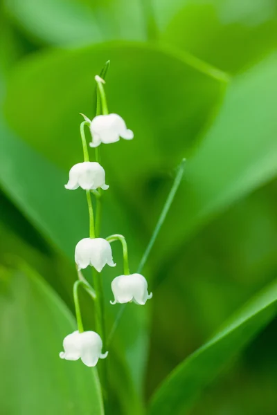 Lirio del valle — Foto de Stock