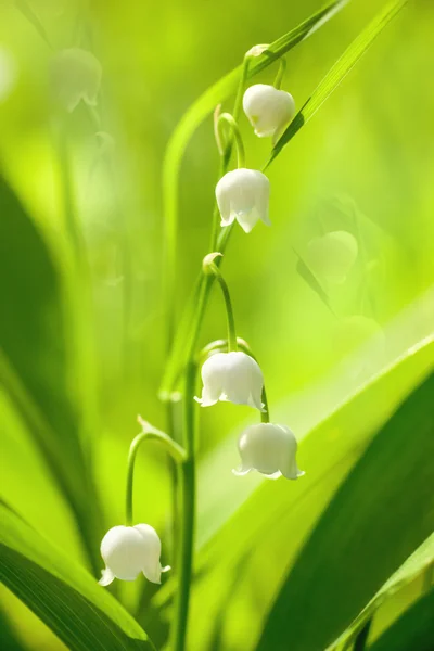 Lily of the Valley Stock Picture