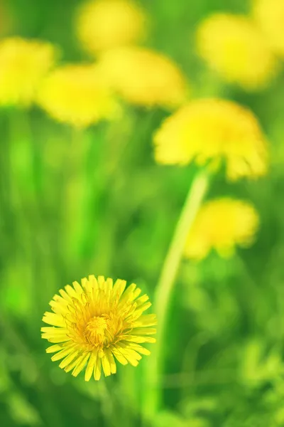 Charme van de zomer — Stockfoto