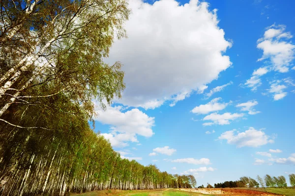 Betulla di foresta — Foto Stock