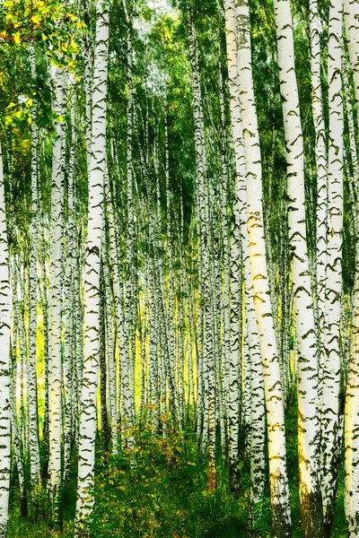 Forest birch — Stock Photo, Image