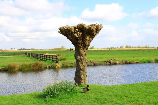 Zaanse schans i holland — Stockfoto