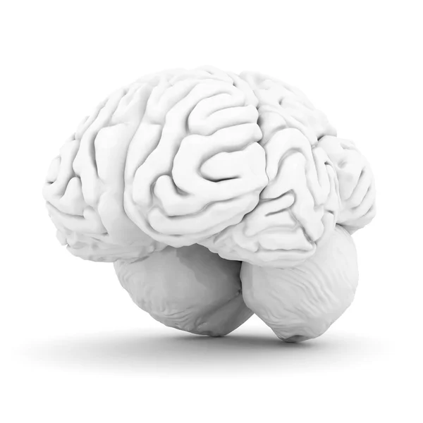 Brain on white — Stock Photo, Image