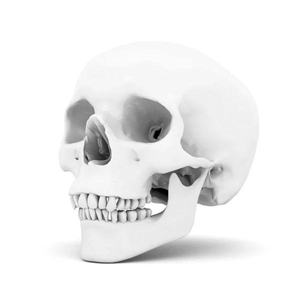 Crânio branco — Fotografia de Stock