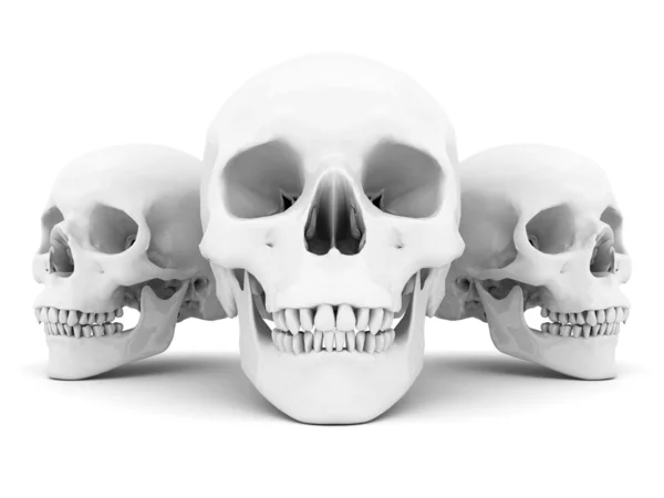 Biały czaszka — Zdjęcie stockowe