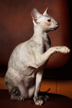 Sphynx kedi