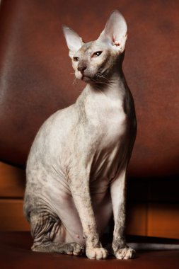 Sphynx kedi