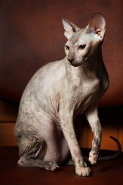 Sphynx kedi