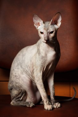 Sphynx kedi