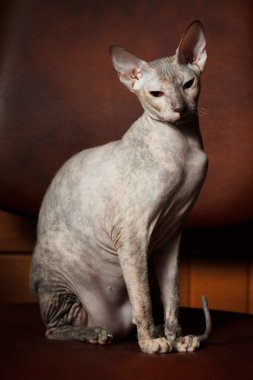 Sphynx kedi