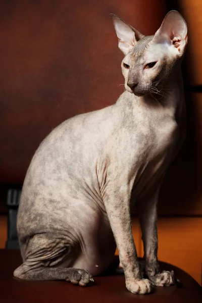 Sphynx Cat Stock Photo By C Mrgarry