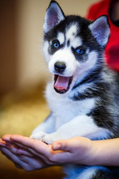 Sibirischer Husky-Welpe — Stockfoto