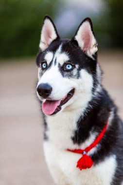 safkan Sibirya husky