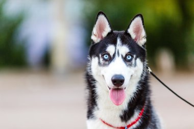 safkan Sibirya husky
