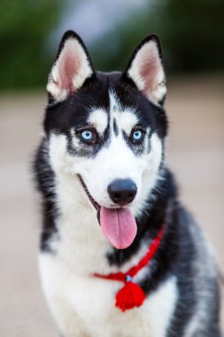 safkan Sibirya husky