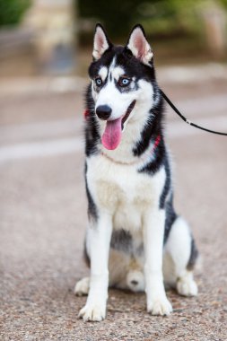 safkan Sibirya husky
