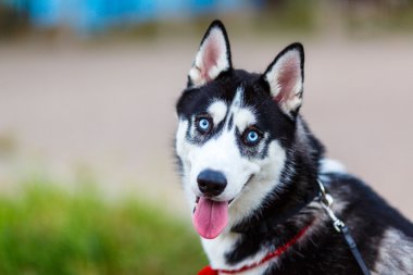 safkan Sibirya husky