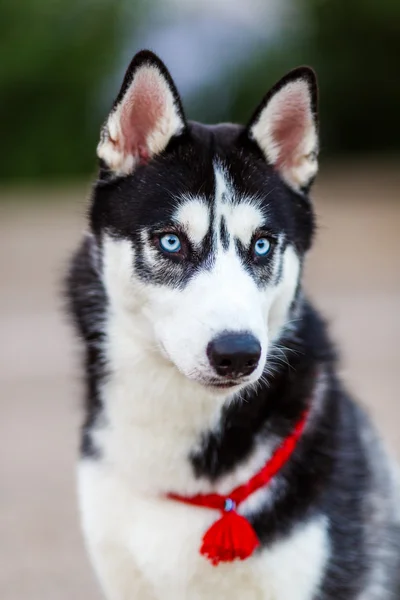 Purebred Siberian Husky — Stock Photo, Image