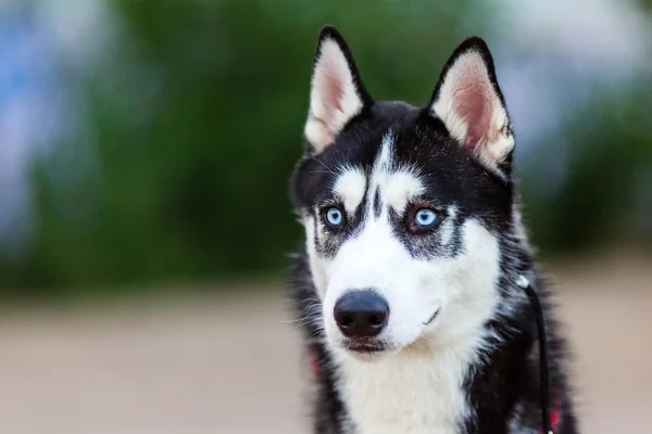 Husky siberiano de raza pura — Foto de Stock