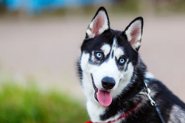 Husky siberiano de raza pura — Foto de Stock