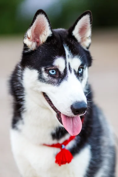 Husky siberiano de raza pura — Foto de Stock