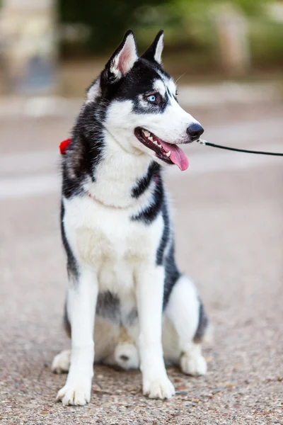 Husky siberiano puro — Fotografia de Stock