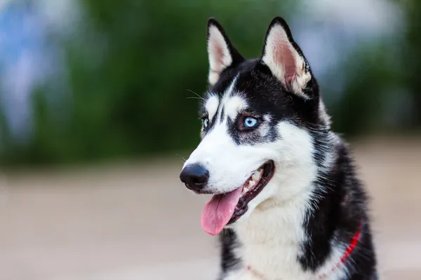 Husky siberiano de raza pura — Foto de Stock