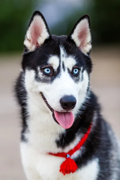 Rasechte Siberische husky — Stockfoto