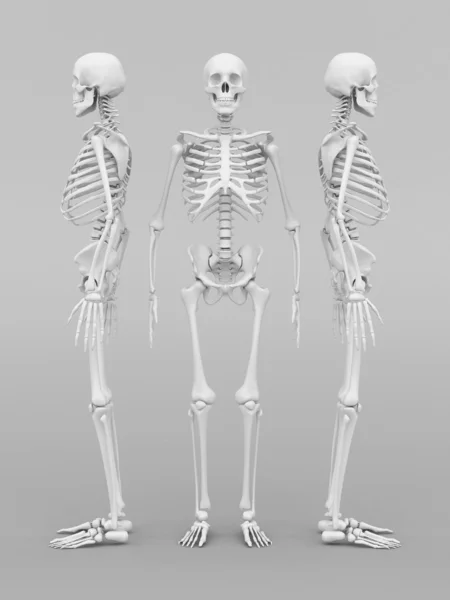 Skeleton model — Stockfoto