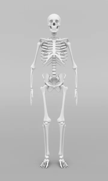 Skeleton model — Stockfoto