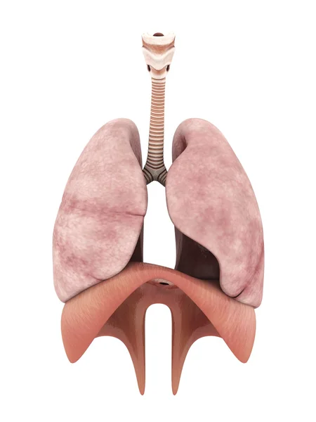 Model of the lungs — Stock Photo, Image