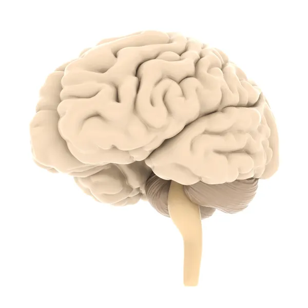 Modelo del cerebro — Foto de Stock