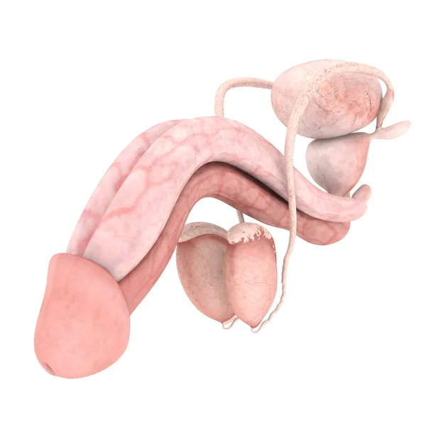 Model of male reproductive system — Stock Photo, Image