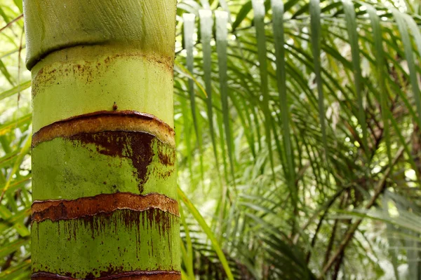 Tropical forest — Stock Photo, Image