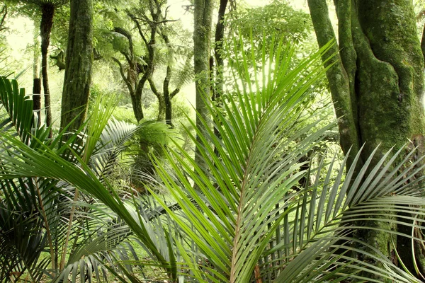 Foresta tropicale — Foto Stock